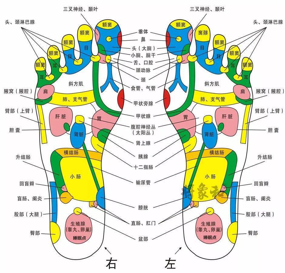 正脚背是哪个部位图解图片