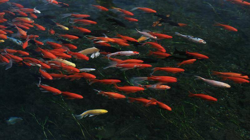 魚翔淺底浪花翻騰 烏魯木齊水磨河_冰川_野鴨_泉水