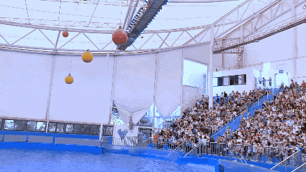 面恶心善的沙虎鲨凶猛霸道的柠檬鲨外貌出众的豹纹鲨性情温顺的护士鲨