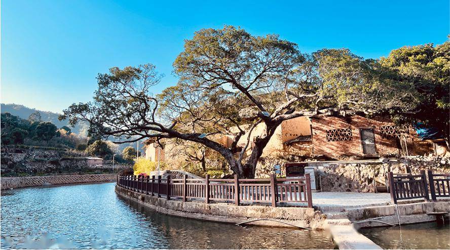 上饶镇永善村500年古榕树_村民_乡愁_饶平