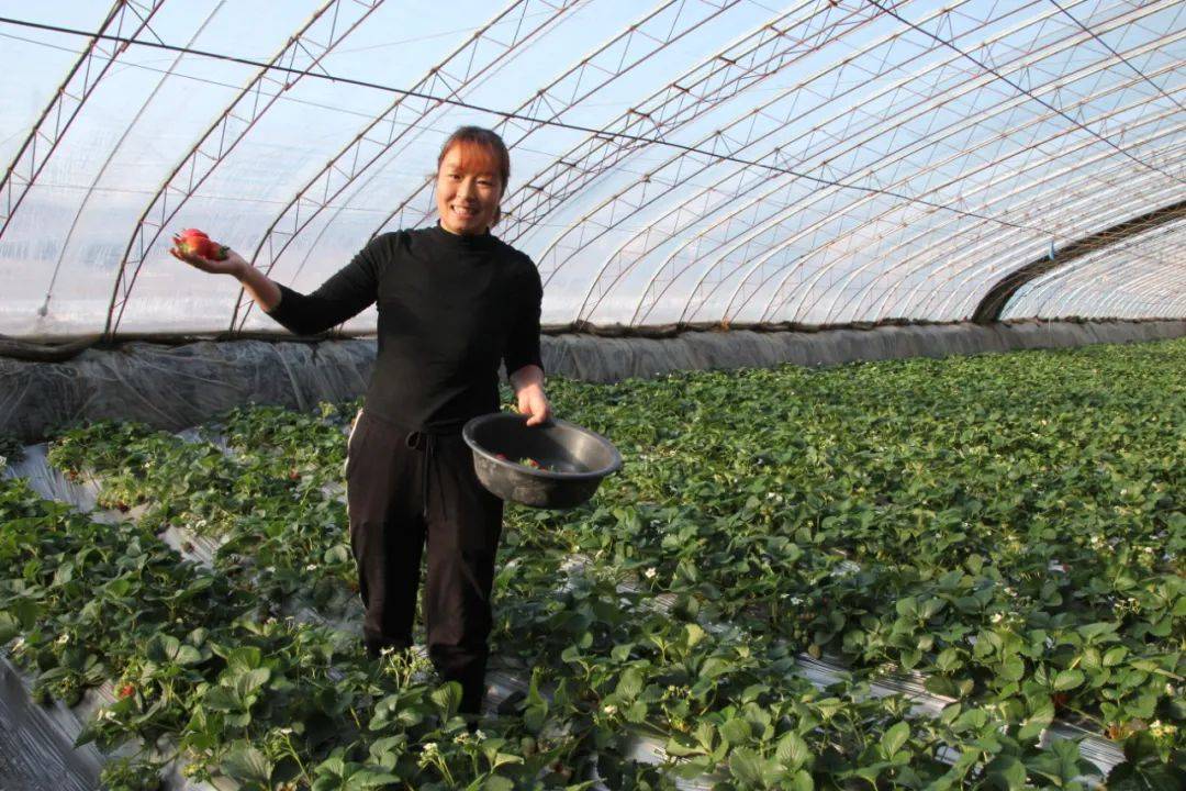 长子县:小草莓映红乡村"莓"好生活_宋村镇_种植_温室大棚