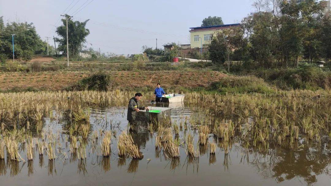 基层|泸县毗卢镇:小龙虾 "游"进重庆市场_何平_双稻_发展