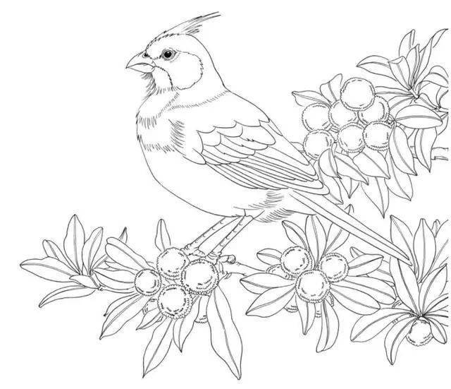 素材| 100种鸟类的线描稿 ,必须收藏!_金翅雀_加拉_山雀