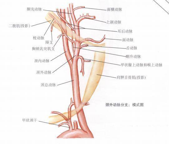 【新聞快遞】普外二科:頸動脈體瘤,這個脖子上的包塊不能留_血管_手術