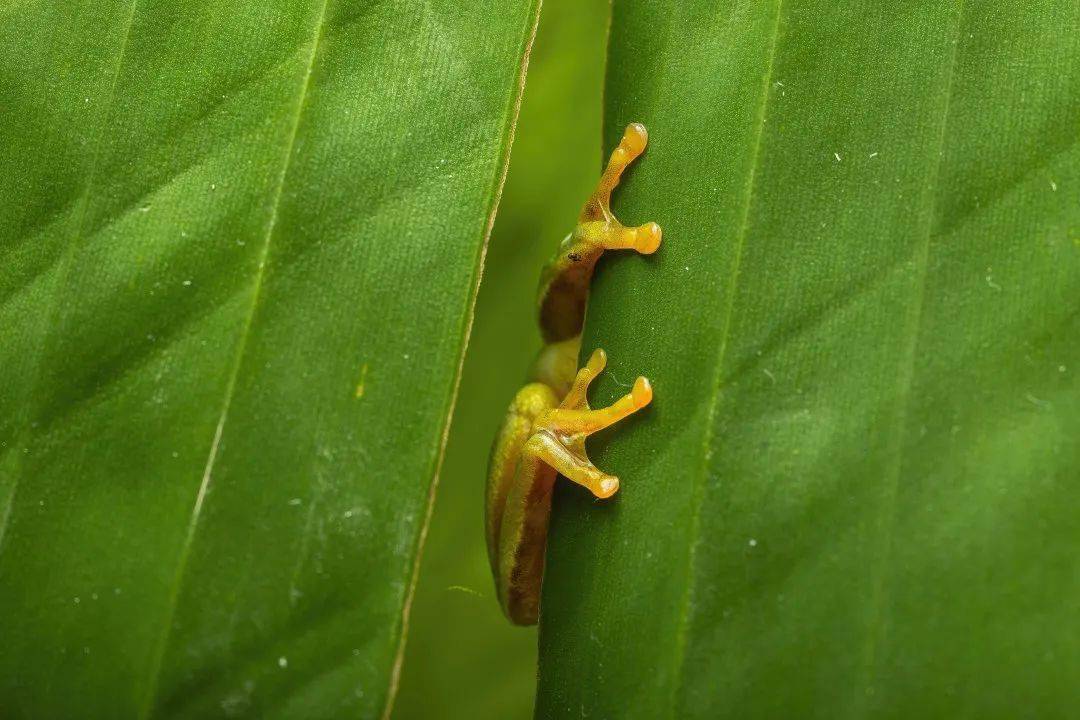 松下百微樣片 | 實戰拍攝兩棲爬行動物_鏡頭_mm_macro