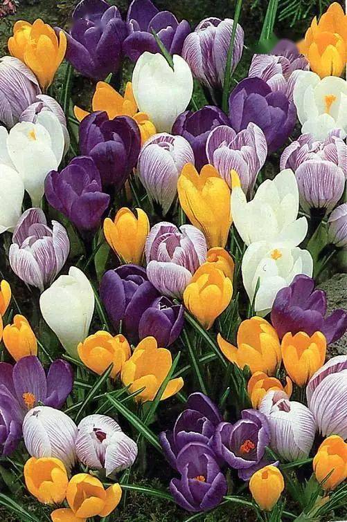 藏红花(番红花)