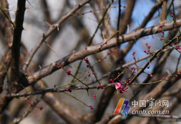 梅花花開,為百花之先,獨天下而春,待到紅梅盛開時,這裡會洋溢著一片