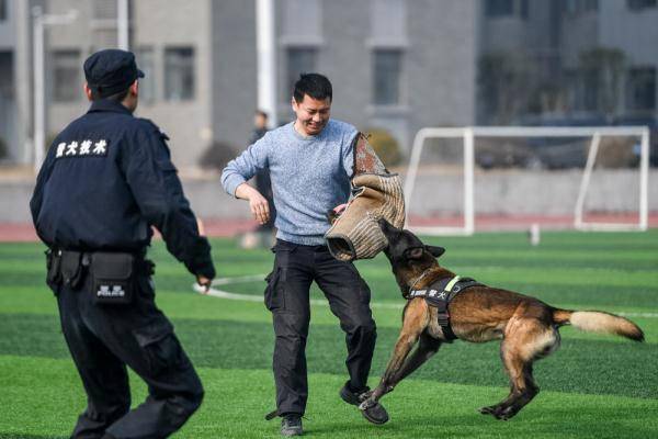"汪汪队"训练忙_警犬_新华社_训导员