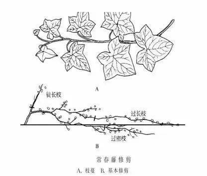 【乾貨】喬木,灌木,藤本植物養護技術_修剪_進行_樹木