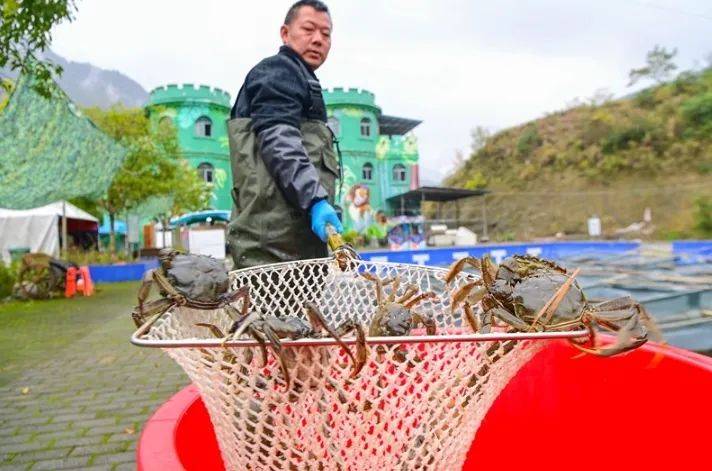 養殖_龍蝦_網友