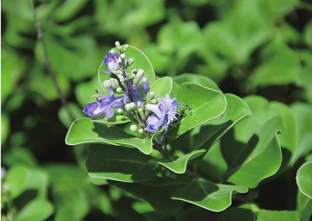 广东常见红树林植物一一半红树及伴生植物_台湾_花冠_椭圆形