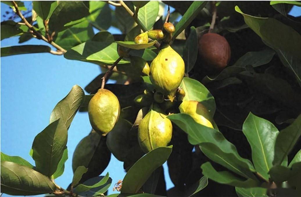 广东常见红树林植物一一半红树及伴生植物_台湾_花冠_椭圆形