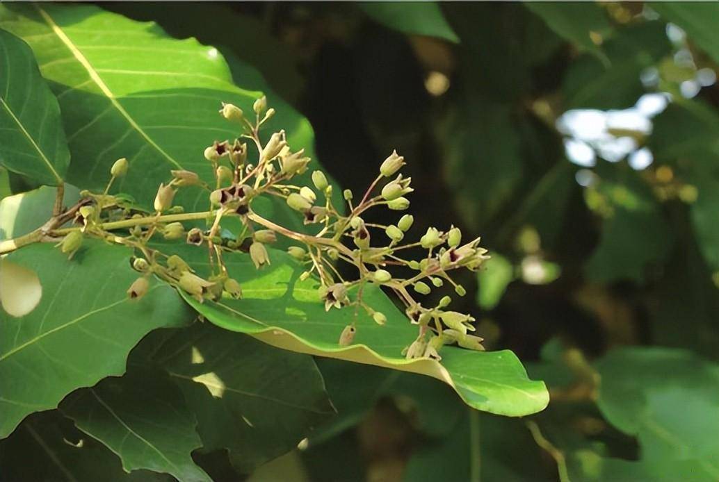 广东常见红树林植物一一半红树及伴生植物_台湾_花冠_椭圆形