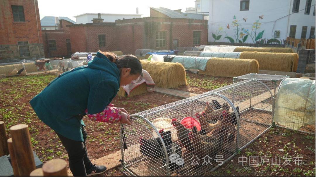 廬山市這個鄉鎮百餘隻雞入住共享雞舍!來看看咋回事_小雞_圈養_環境