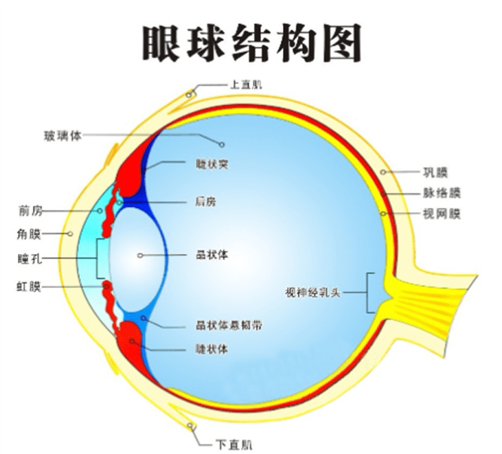 眼球的结构示意图简笔图片