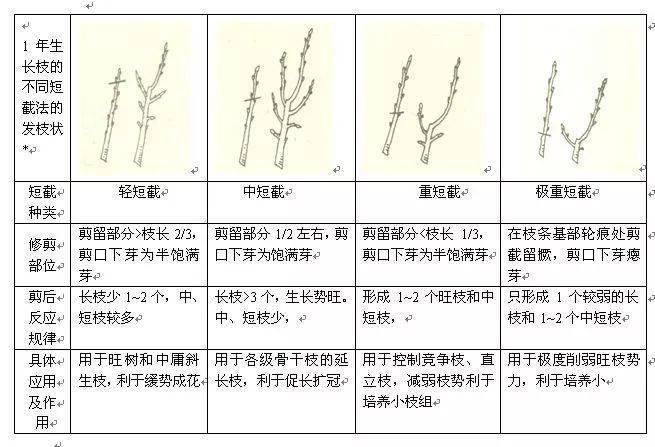 冬桃修剪方法图片