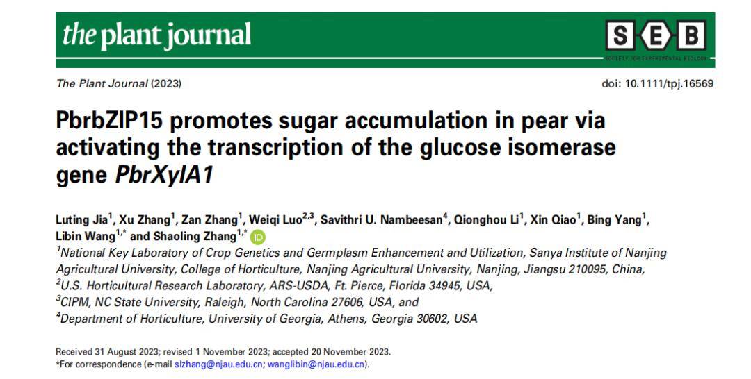 南京農大張紹鈴院士團隊在梨果實糖分積累調控機制研究