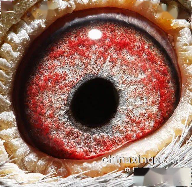 东北线天津秋棚鸽王冠军鸽眼品鉴_决赛_热身赛_三关