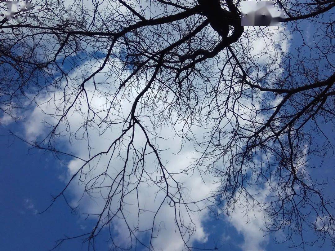 冬天的树剑风使者