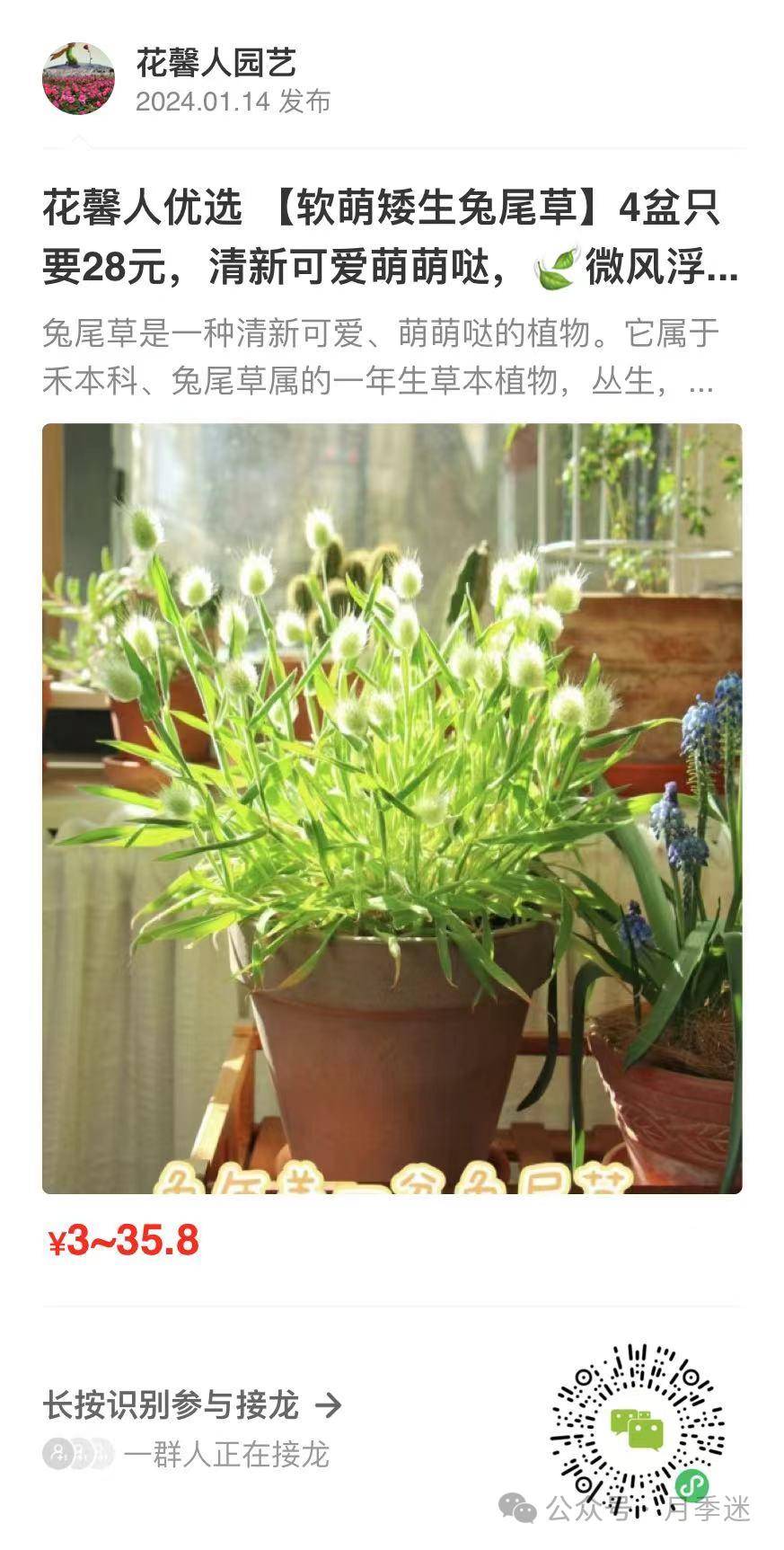 它就是軟萌可愛的兔尾草_月季_土壤_園藝