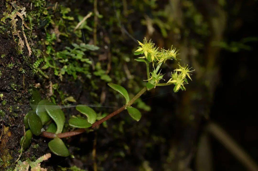 英德假糙蘇石門臺蜘蛛抱蛋南嶺開口箭就在去年,南嶺國家公園(擬設)共