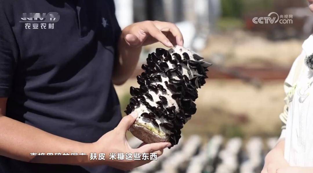开启了一段帮扶产业发展之路与黄松甸结缘时任吉林农业大学校长的李玉