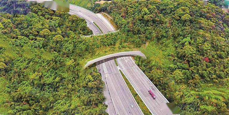 6年前初中生異想天開的生態廊橋落地 鯤鵬徑一號橋