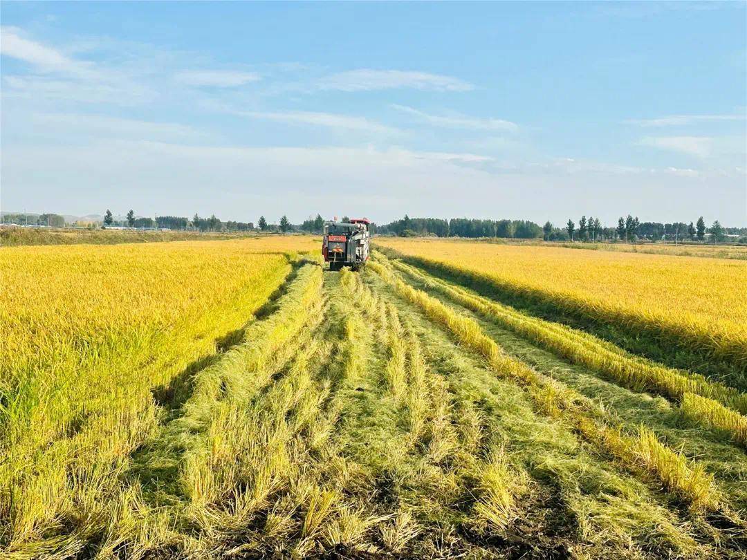 长粒香,绥粳18,龙洋四个品种的水稻,依托得天独厚的生长环境和绿色