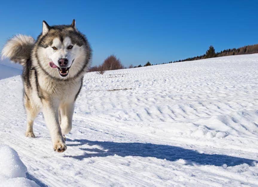 时间来到二十世纪初,俄罗斯皮毛商人威廉·古萨克在阿拉斯加诺姆淘金