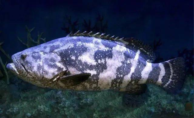 石斑鱼价格昂贵,具有很高的经济价值,得到了很多养殖户的青睐.