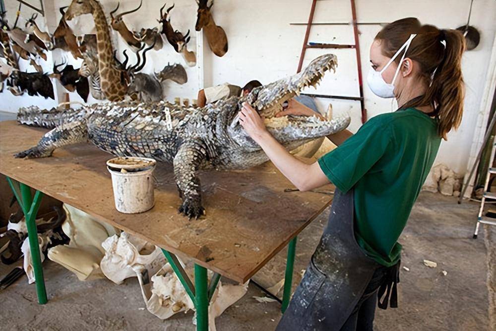 学姐带你做标本——动物篇_步骤_处理_昆虫