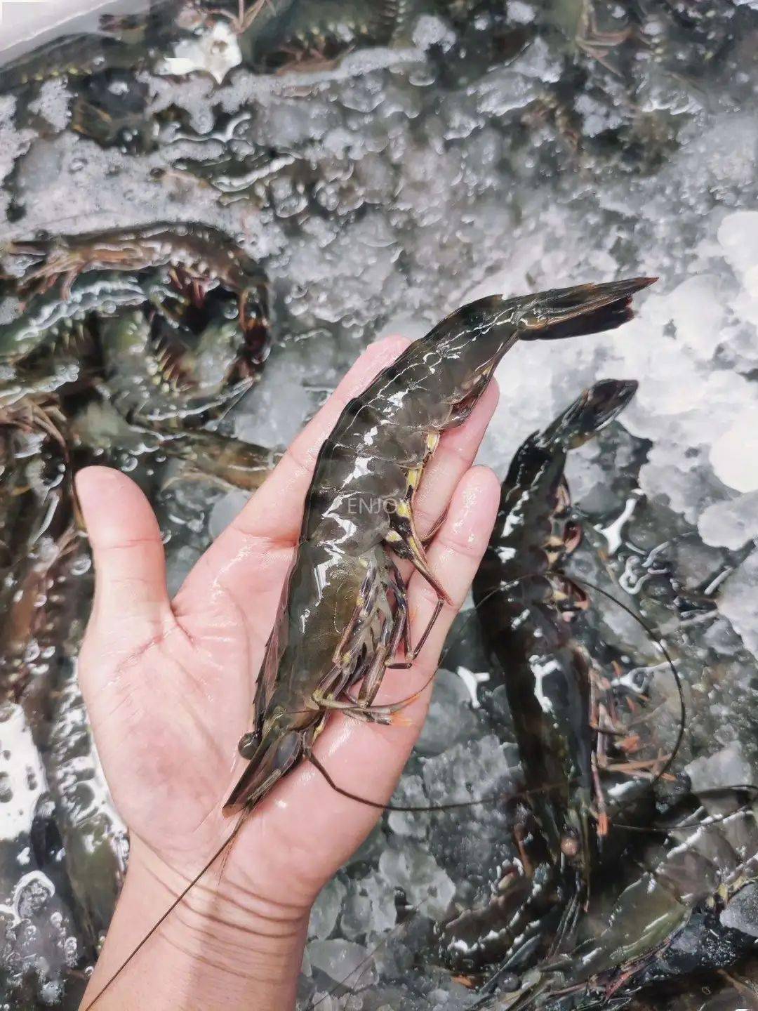 【活冻黑虎虾】138起享两大盒!29.9加购一盒!