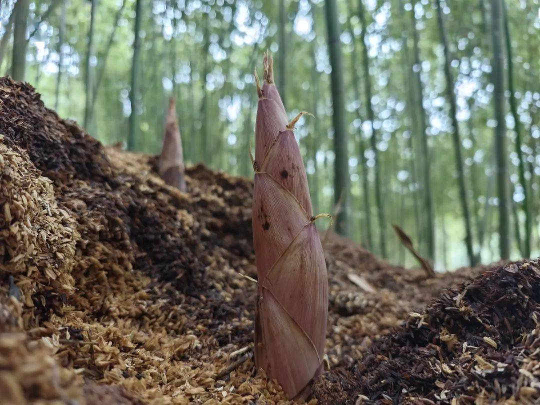 奉化人有口福了!_雷笋_产量_价格