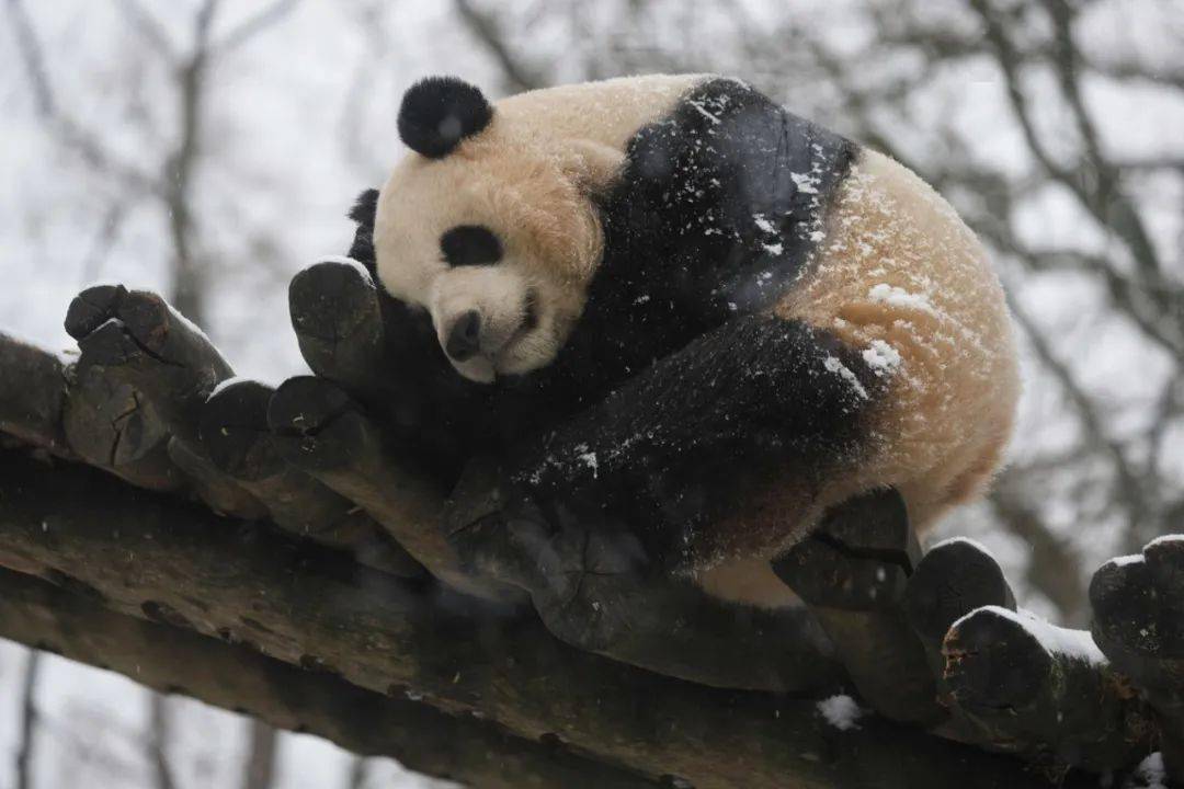 比利时十年一遇大雪好美!大熊猫又发朋友圈了_人们_连天堂_申根签证