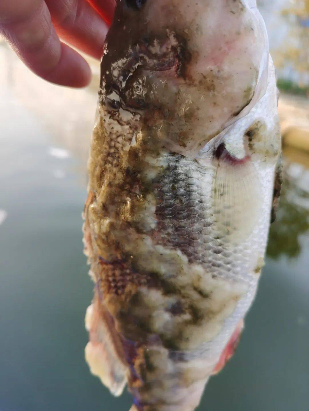 连续降温降雨后多地水霉爆发!他们这个防治水霉好多年了!反馈真好用!