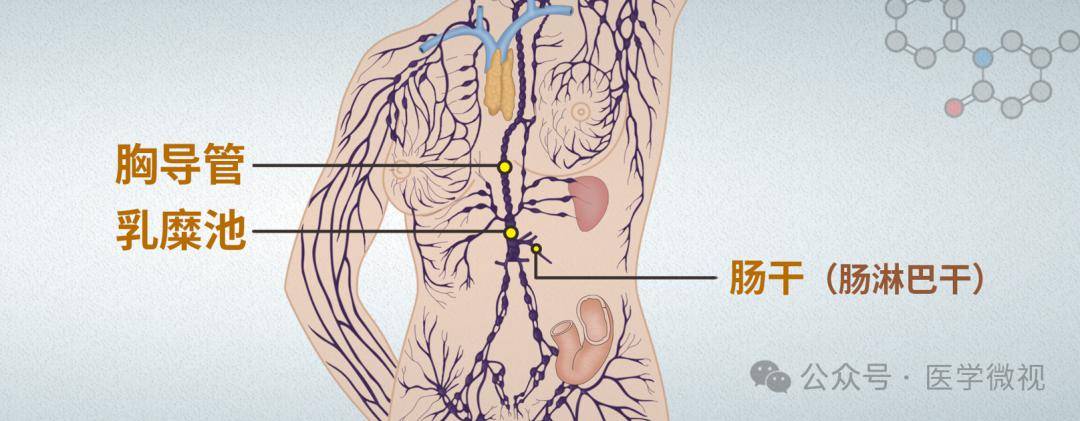 胸腔充满牛奶状积液,这个病至今仍是医学难题!