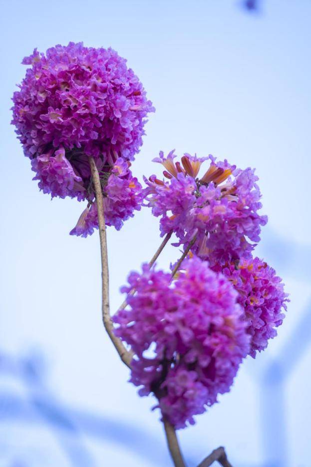 紫色风铃木花图片