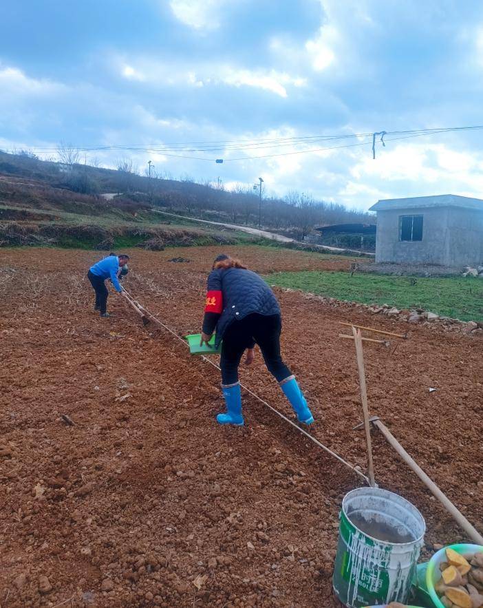 【乡村振兴看变化】开阳县宅吉乡:冬闲田种植马铃薯 点亮增收"薯"光