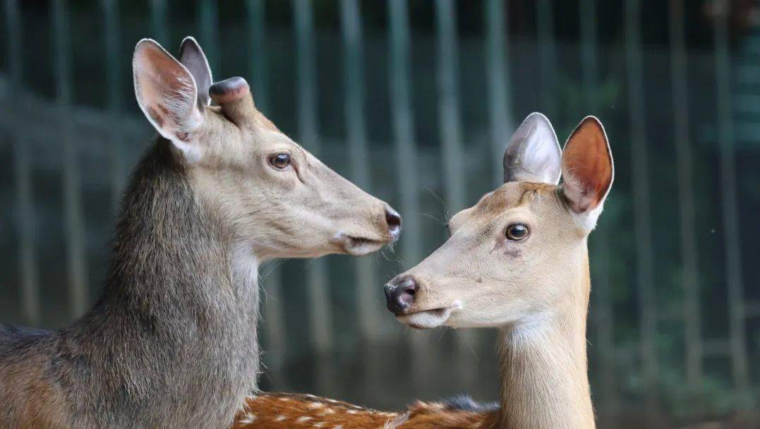 指鹿為