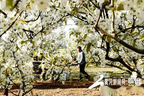 隰县:玉露"香"自管护来_管理_香梨_技术