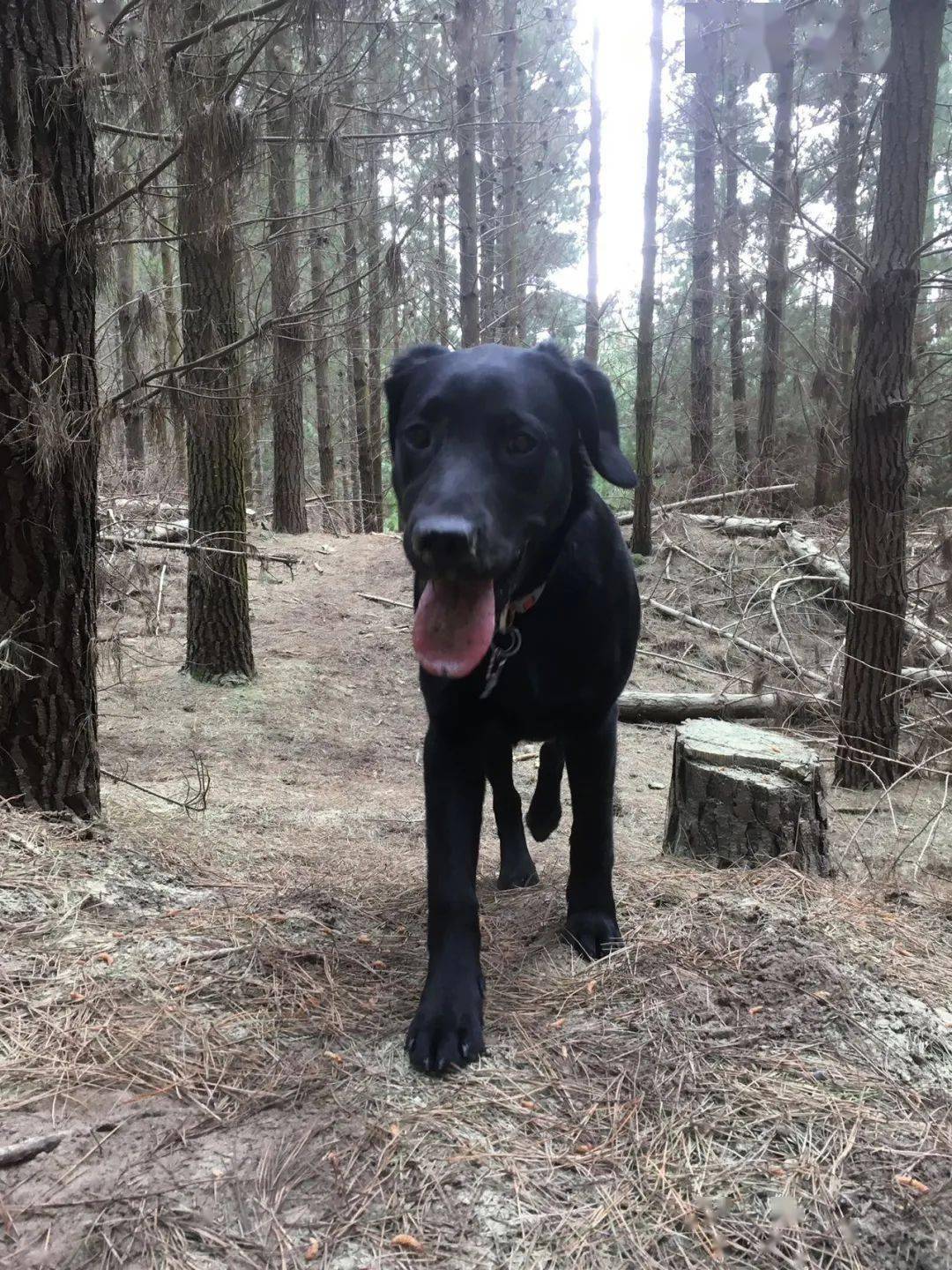 新西兰华人爆料：老公出门遭恶犬无故撕咬，鲜血淋漓！至今找不到狗和主人......