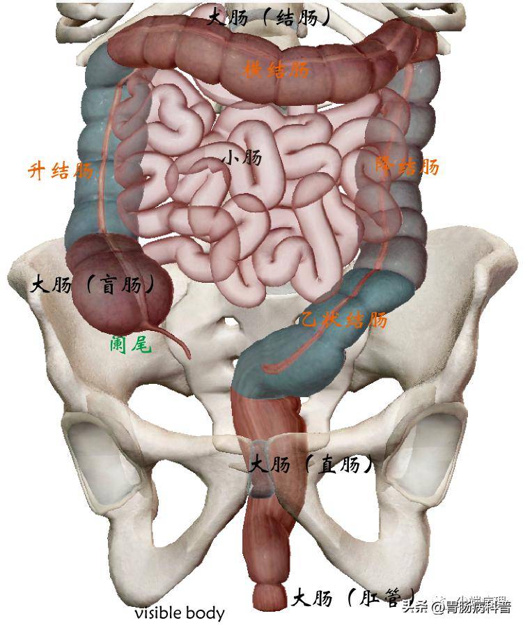 (正常)消化系统解剖——下消化道:大肠