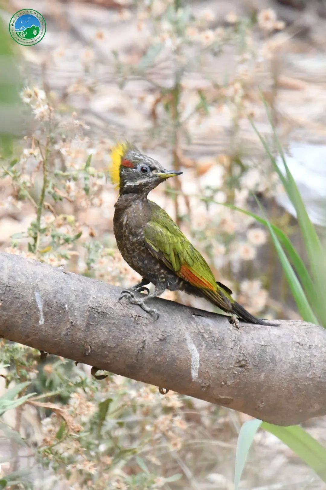无量山丨鸟类④_啄木鸟_红色_黄冠