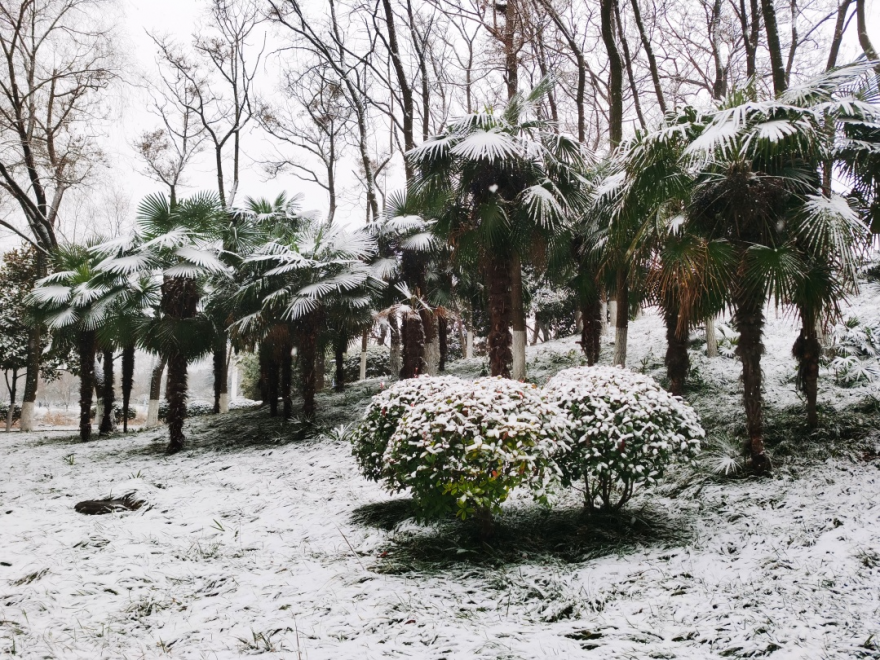 宿迁下雪图片