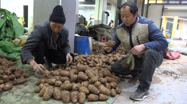 有些时候可以拉在市场来卖,也还是能卖到很好的价钱,天麻的质量也不错