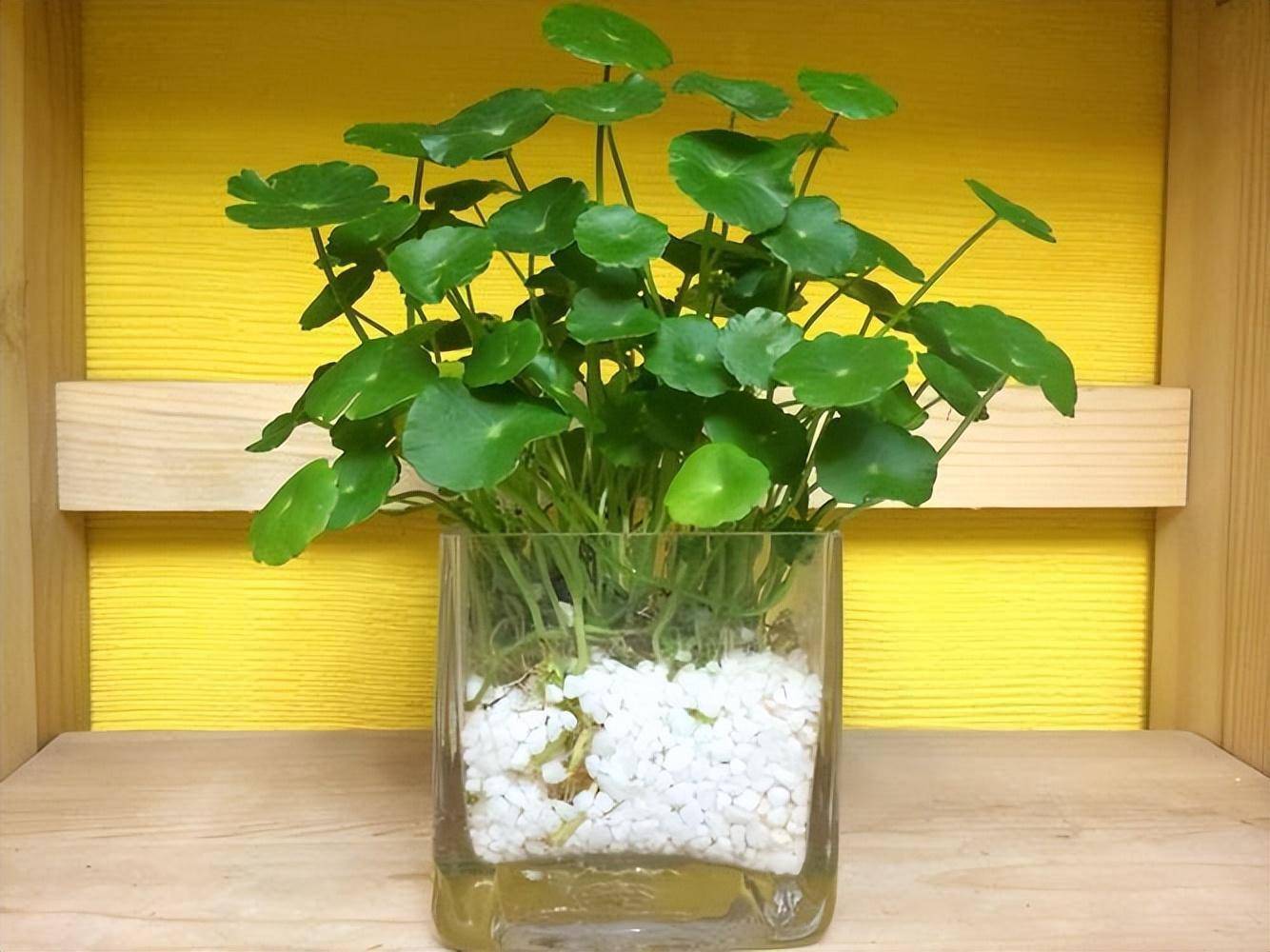 养铜钱草,就用一个方法,让它30天后大变样,叶子更大更绿更旺盛_花盆_