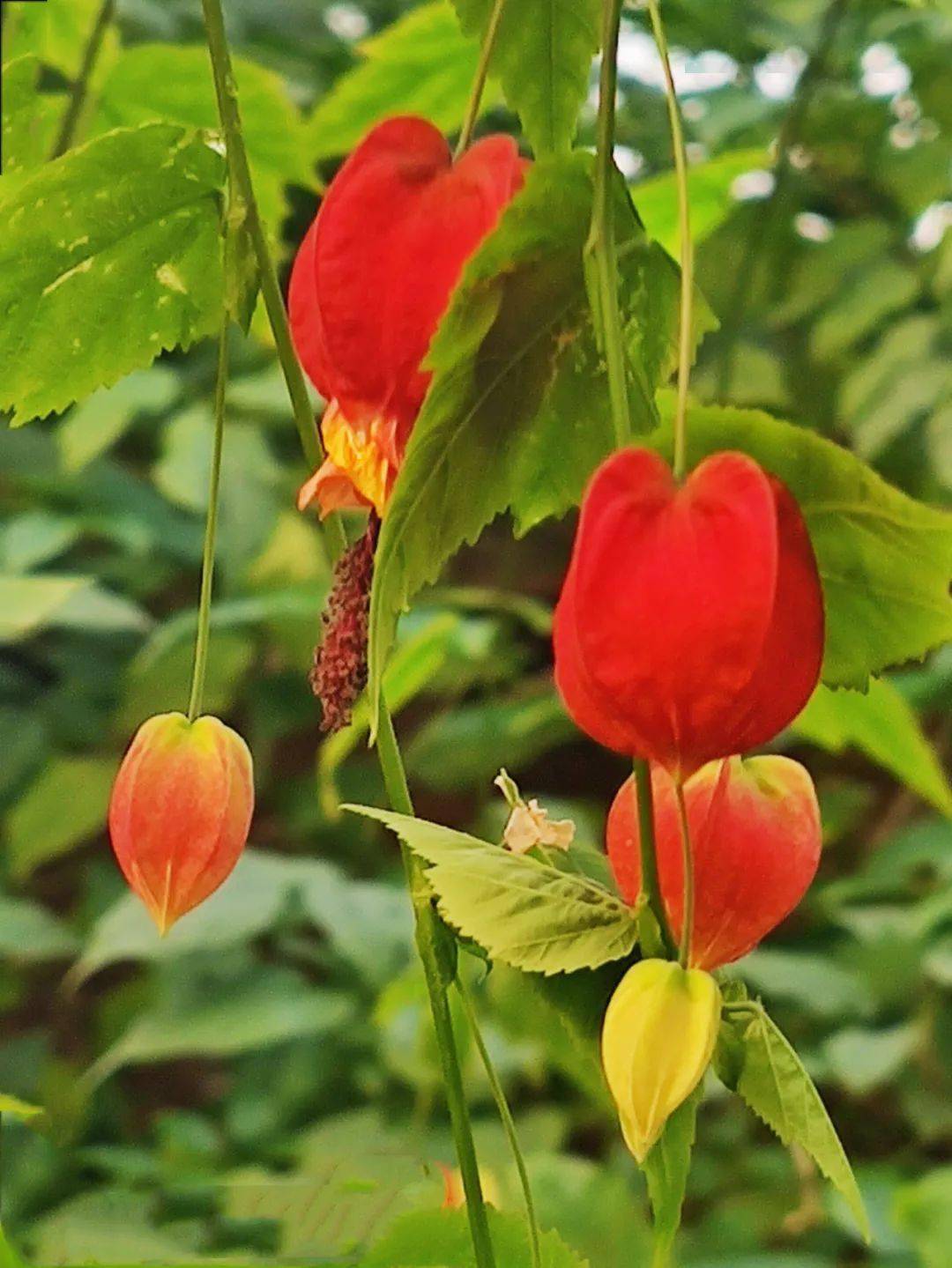 蔓性风铃花_风情_内容_网络
