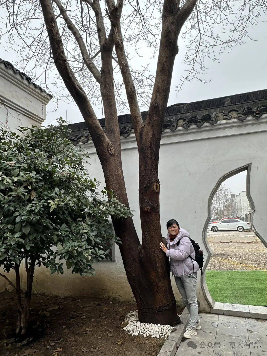 观察一棵树-构树(5)大寒-青果巷的构树_常州_皮孔_周有光