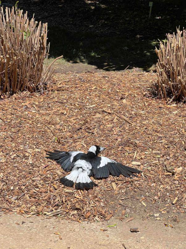 澳洲喜鹊的松弛感!评论区惊呆,下辈子也想投胎去澳洲