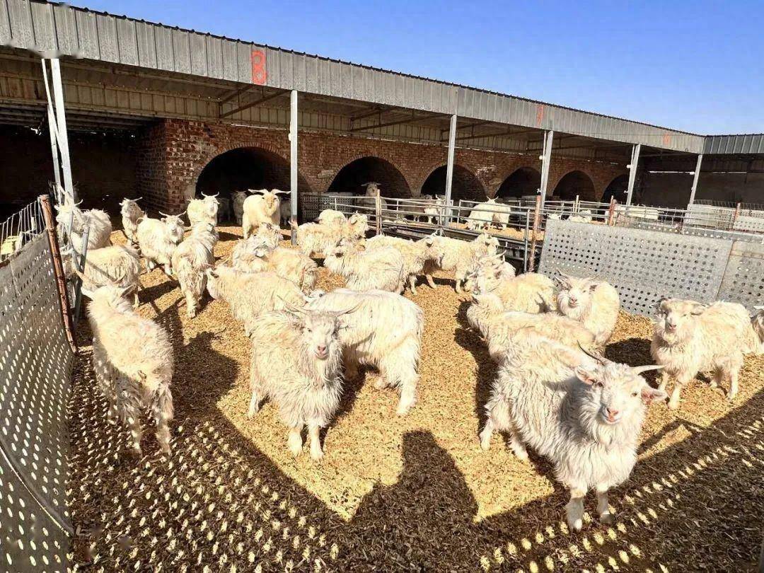 300只羊标准化羊舍造价图片
